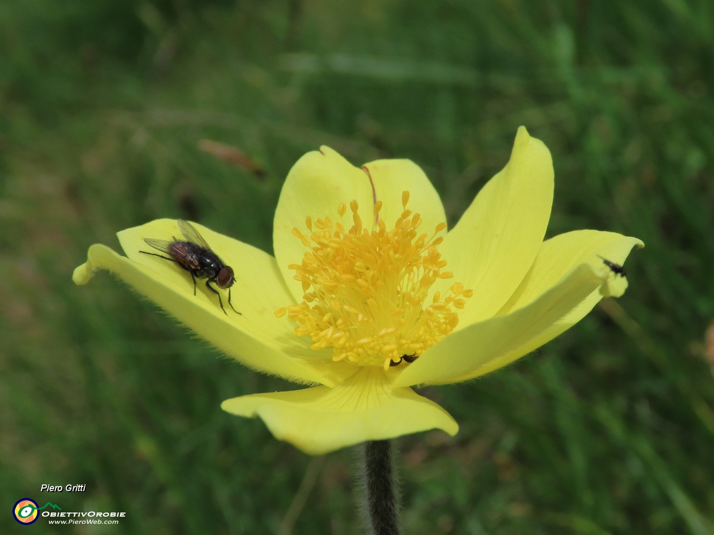 23 Pulsatilla alpina sulphurea con mosca ospite.JPG